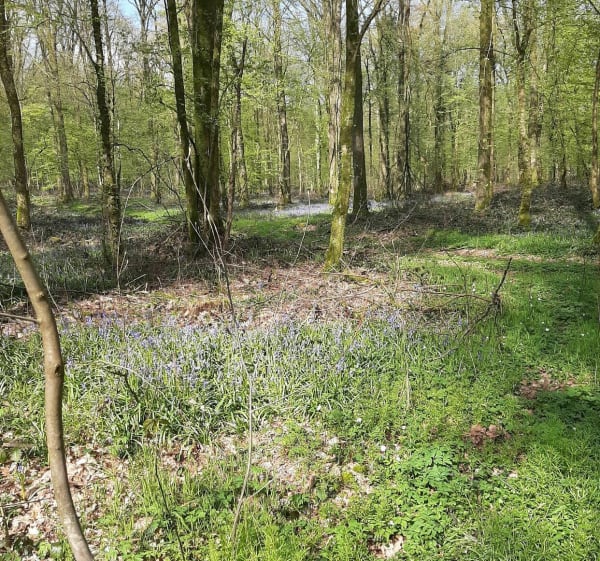 Belle balade au bois l'Evêque et vers le canal de la Sambre - Ors - 1