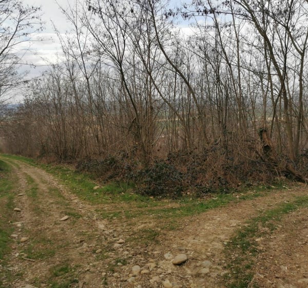 Balade dans les bois de Marcollin - Marcollin - 1