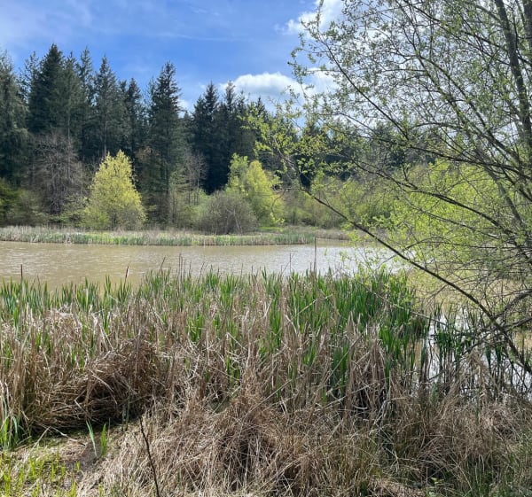 Le sentier des arbres à Champrigaud - Sallèdes - 1
