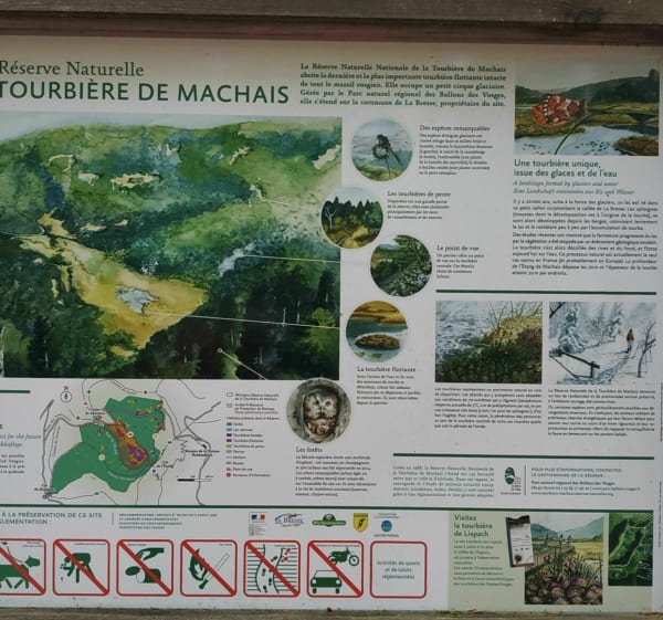 Tourbière de Machais aux environs de La Bresse. - La Bresse - 1