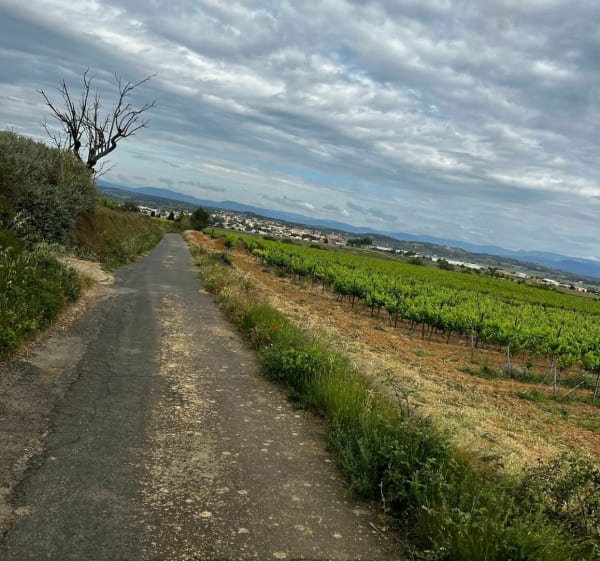 Dans les vignobles de Maraussan à Cazouls - Maraussan - 1