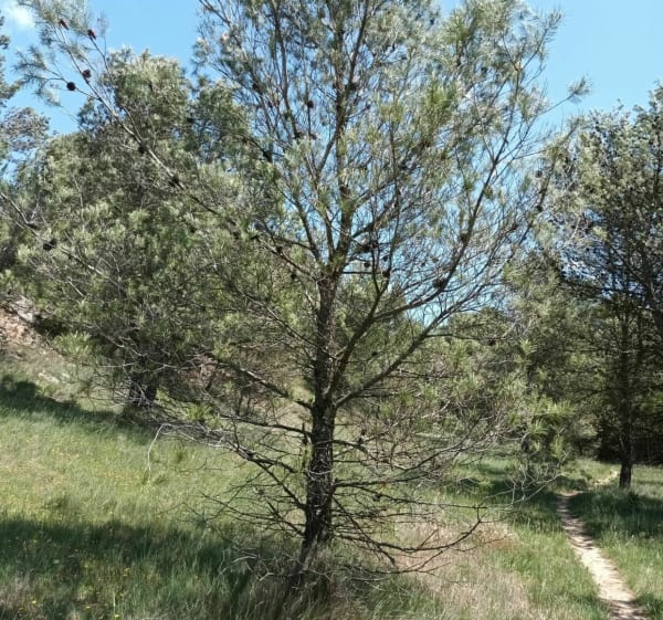 Balade VTT en Minervois - Malves-en-Minervois - 1