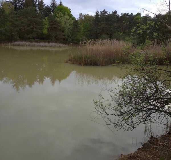 Petite balade en forêt de Sénart - Montgeron - 1
