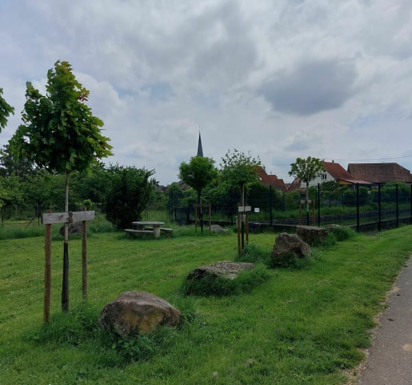 Balade dans le vignoble alsacien à Bernardswiller - Bernardswiller - 1