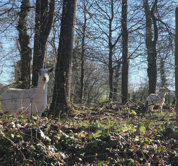 Sentier de Gripail - Vignoc - 1