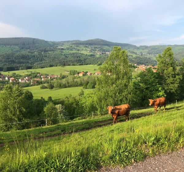Balade en VTT à Bellefosse, pâturages et sous-bois - Bellefosse - 1