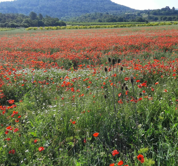 Plongeon dans la nature à vélo depuis Apt - Apt - 1