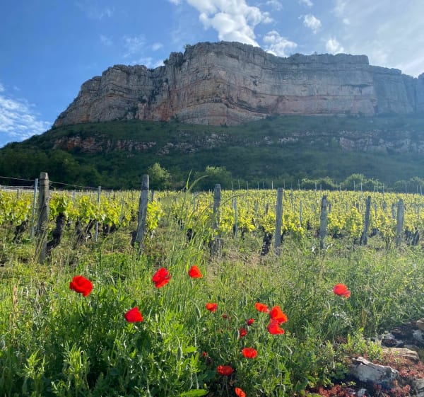 Solutré vergisson et mont pouilly - Solutré-Pouilly - 1
