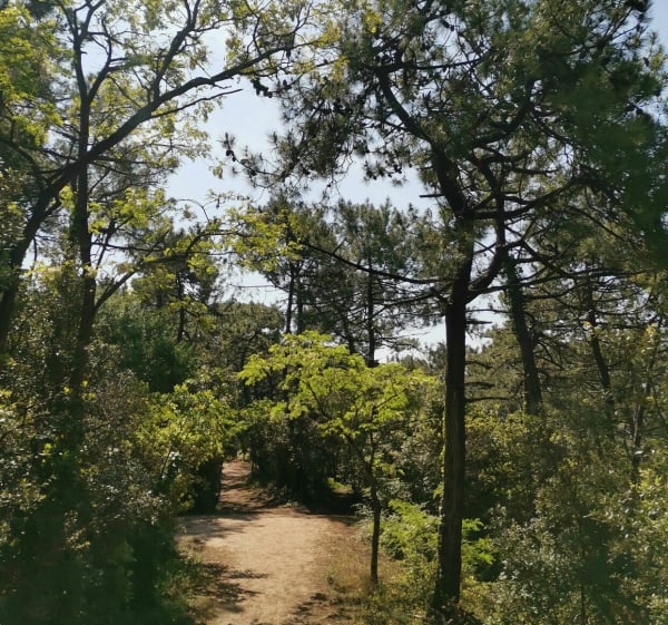 Sentier du Pey de la Blet - La Barre-de-Monts - 1