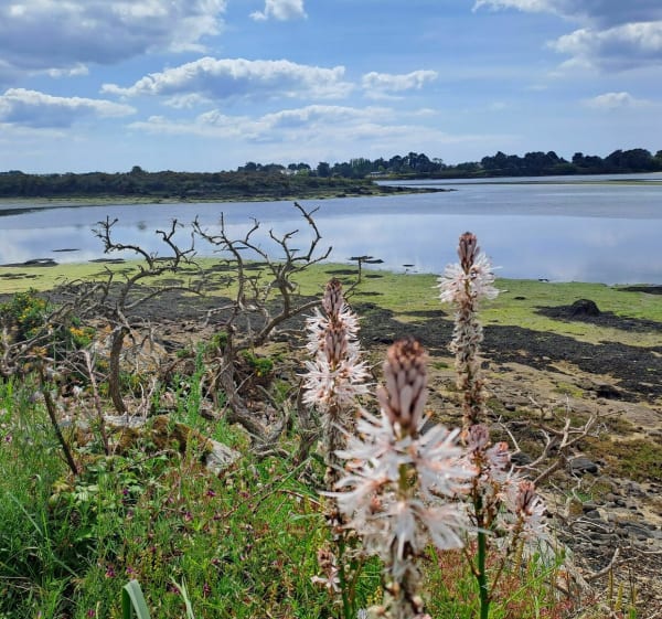 Le petit tour de la Ria vers Saint-Guillaume - Plouhinec - 1