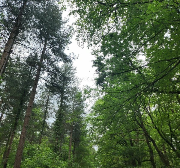 Balade simple et efficace dans la forêt du Gâvre - Plessé - 1