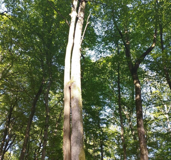 Petite marche dans la forêt d'Hestroff - Hestroff - 1
