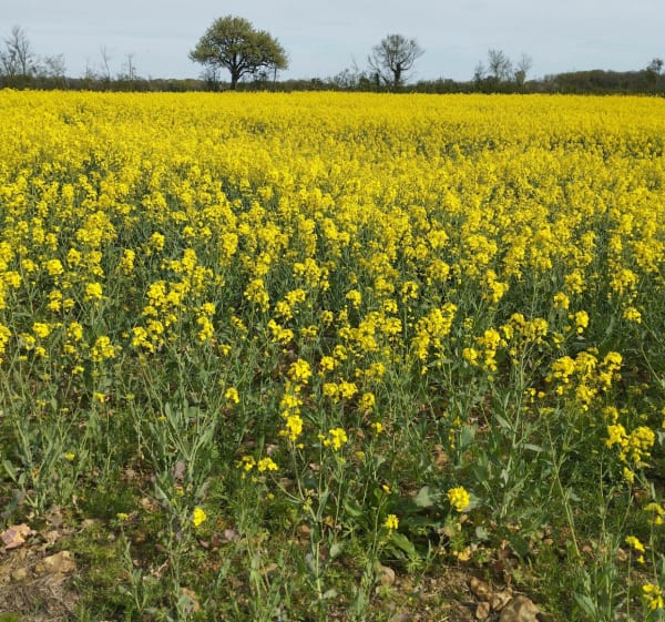 De la Pellouelle à une commune de Saint Romain, long - Sommières-du-Clain - 1
