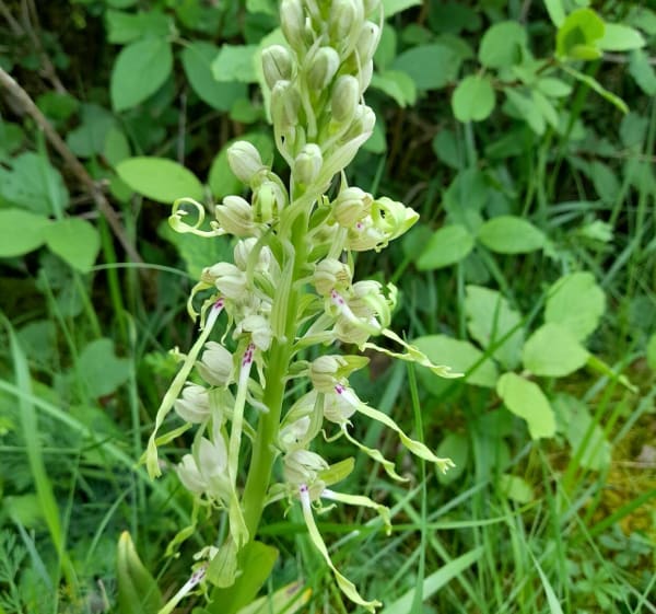 A la recherche des orchidées à Pelouse de Folle - Bucey-lès-Gy - 1