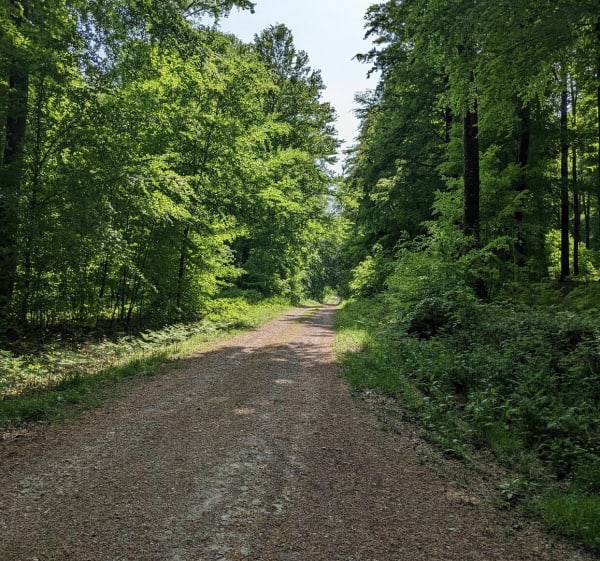 Balade en forêt d'Eawy - Saint-Hellier - 1