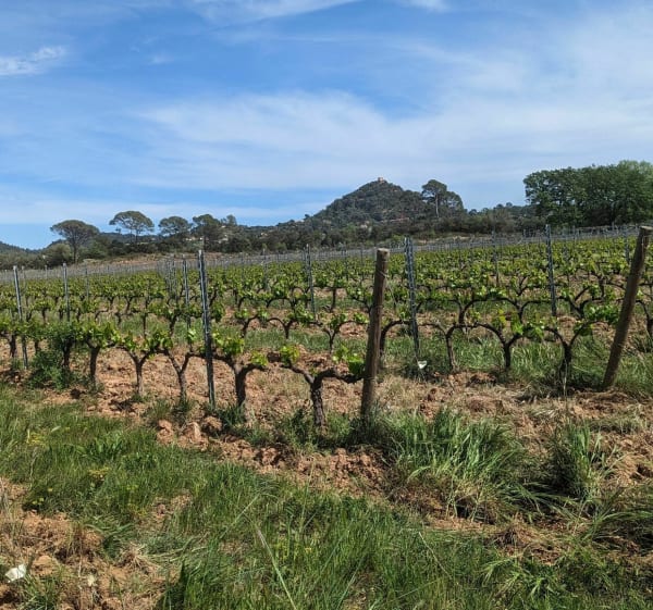 Balade familiale dans le vignoble de Vidauban - Vidauban - 1