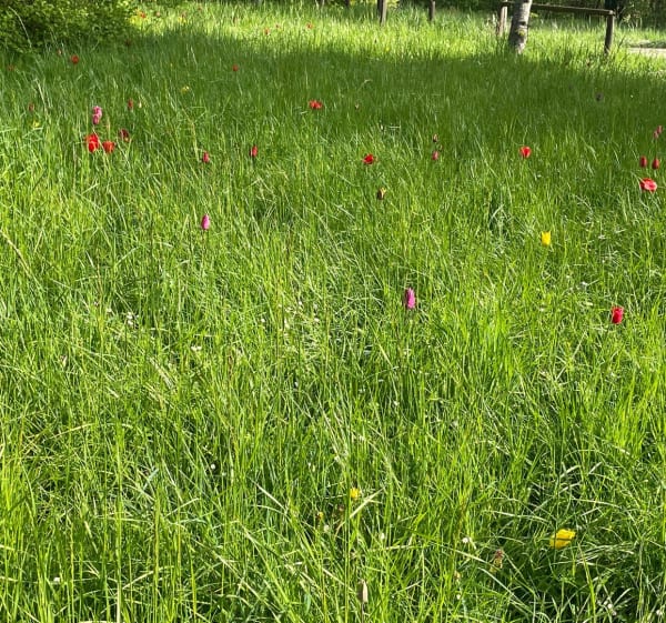 Sortie au bois de Vincennes - Bruno - 1
