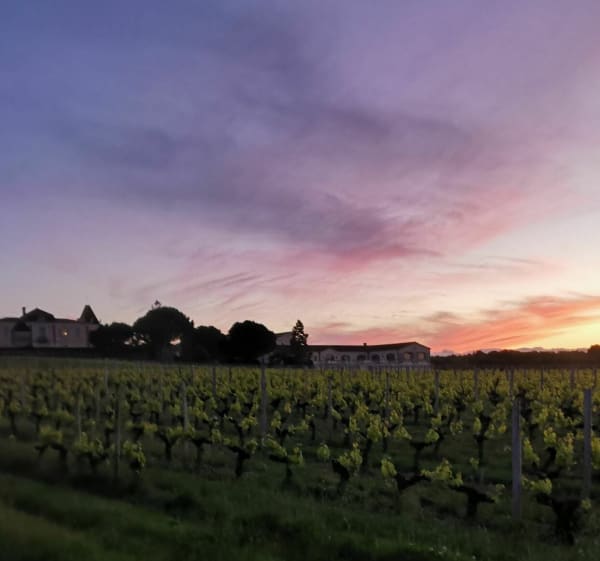 Circuit entre forêt et vignes, au sud de Léognan à VTT - Léognan - 1