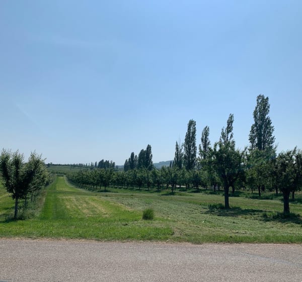 Route des vins autour de Strasbourg, Westhoffen à Souffelweyersheim à Vélo - Westhoffen - 1
