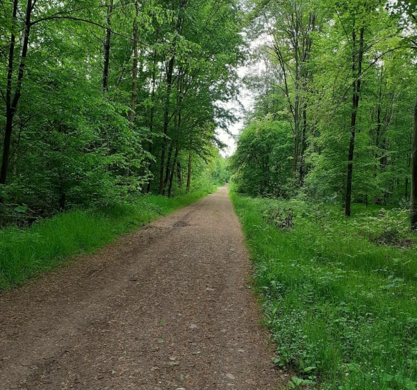 Forêt reposante à Saint Amand les Eaux - Saint-Amand-les-Eaux - 1
