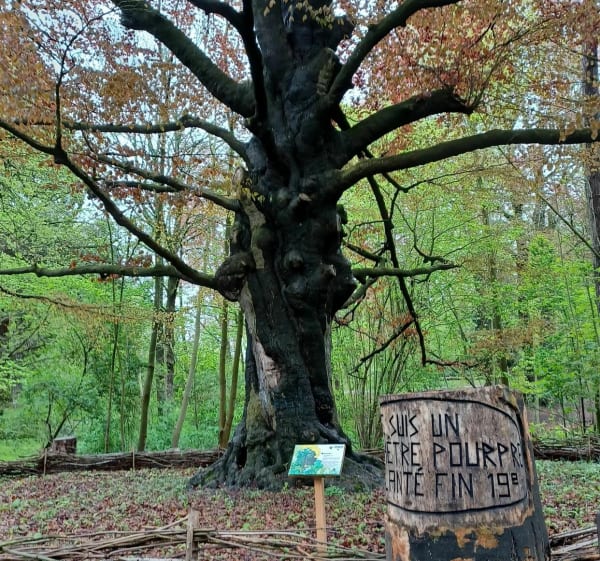 Balade le long des canaux et dans les bois de la citadelle - La Madeleine - 1