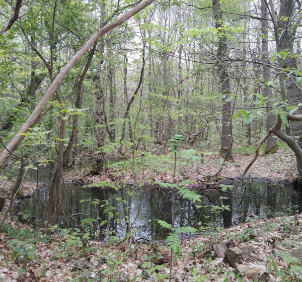 Chemin des bruyères, Bois des Dames - Bruay-la-Buissière - 1