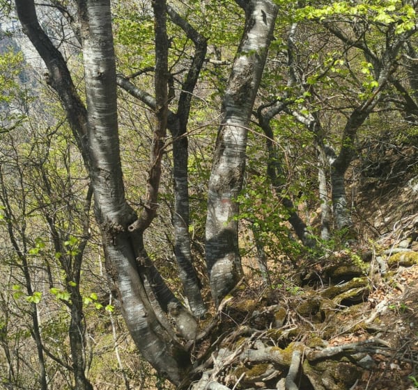 Boucle Château Nardent et col de Baure - Saint-Nazaire-les-Eymes - 1
