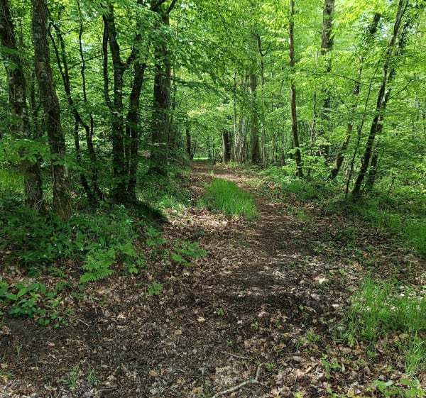 VTT autour de Mont-Saint-Sulpice entre chemins et bois - Mont-Saint-Sulpice - 1