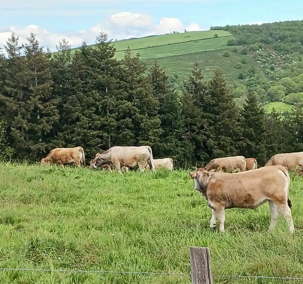Sentier des croix Farnay - Farnay - 1