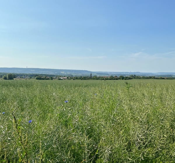 Méréville, Azelot, Frolois par les champs et la forêt - Méréville - 1