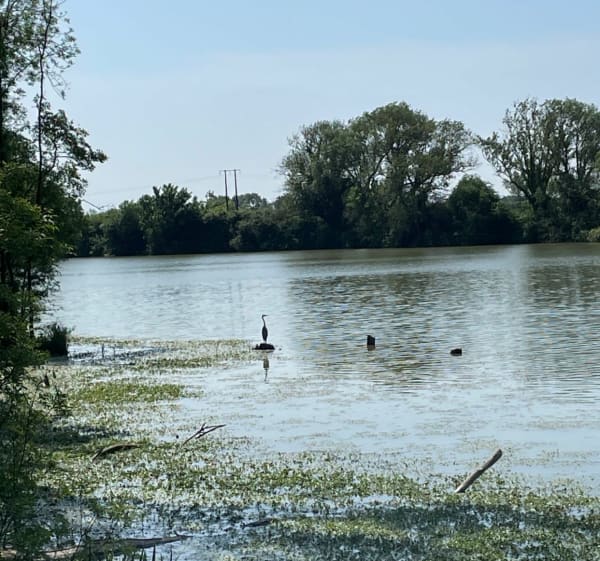 Balade au bord de l'Authion - Les Ponts-de-Cé - 1