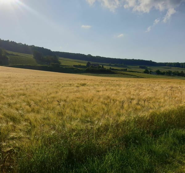 De Brasles à Chézy par la marne - Brasles - 1