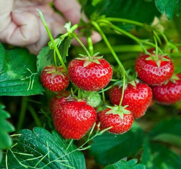 Balade piste cyclable vers les fraises par Soultz - Jungholtz - 1