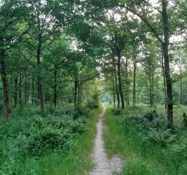 Forêt de Mormal au départ d'Obies - THOMAS - 1