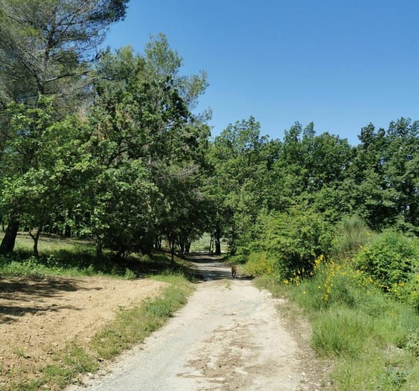 Boucle depuis le hameau des Putis avec vue sur la Sainte-Victoire - Simiane-Collongue - 1