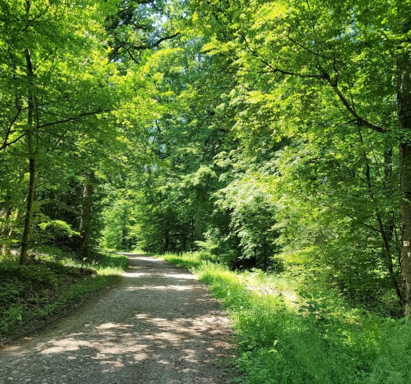 Randonnée dans la forêt d'Illfurth - Illfurth - 1