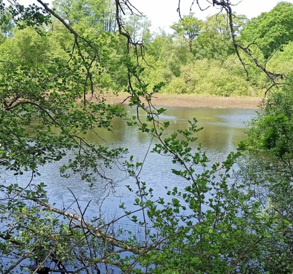 Belle balade ds  forêt domaniale du Perche et de la Trappe - Tourouvre au Perche - 1