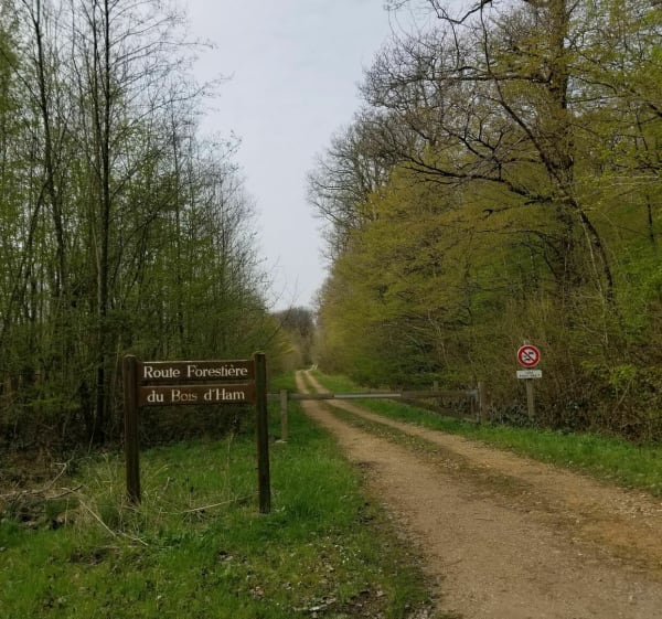 Promenade en forêt à Longwé - Longwé - 1