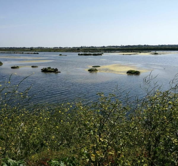 Zoutmoerassen en stranden op het Île de Ré - Ars-en-Ré - 1