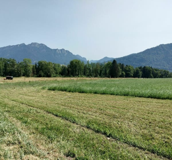 De Neuvecelle à Bernex. Itinéraire champêtre et profil varié - Neuvecelle - 1