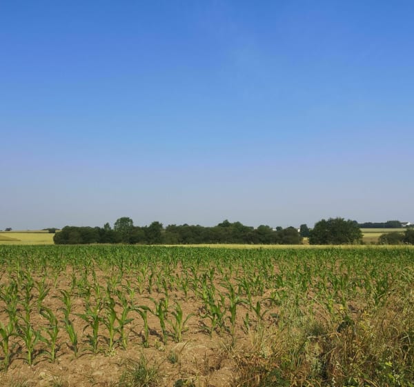 Campagne Mauronnaise - Mauron - 1