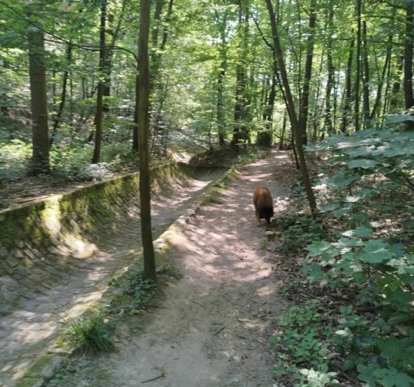 Petite promenade en forêt de Meudon - Clamart - 1