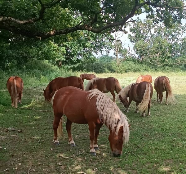 A la croisée des poneys de Mornant - Mornant - 1