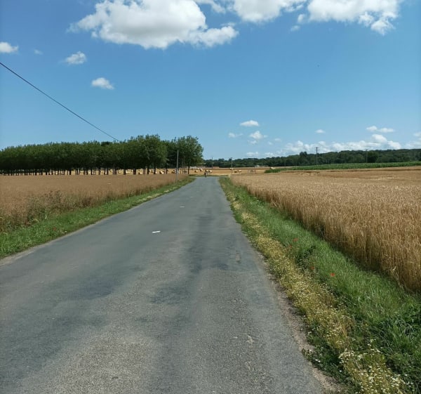De Cuverville à Bavent par les bois - Cuverville - 1