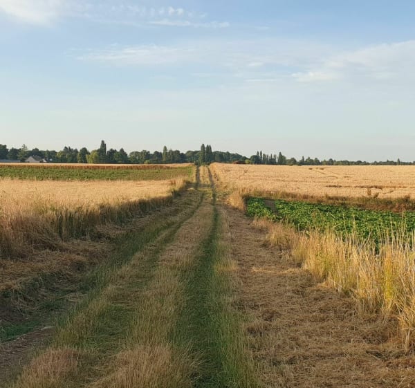 Petit tour dans les blés d'Hébécourt - Hébécourt - 1