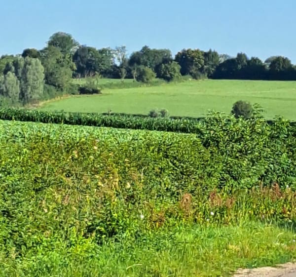 Ballade d'une heure dans le bocage de Féron - Féron - 1