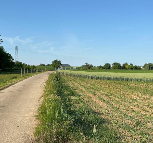 Balade dans les champs autour Ittenheim - Ittenheim - 1
