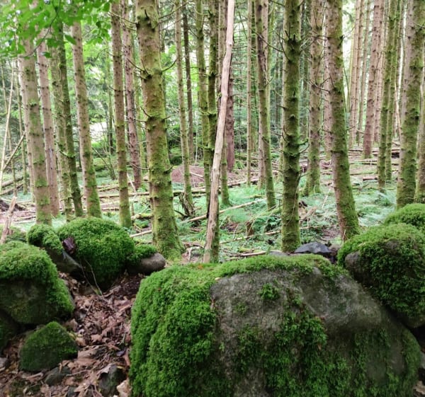Lac de Neuweiher - Rimbach-prés-Masevaux - 1