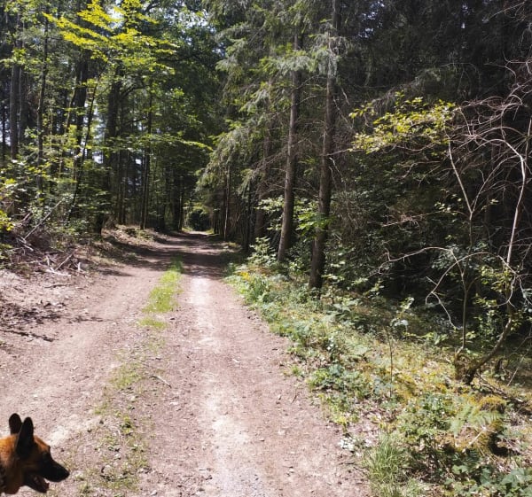 Randonnée au milieu des bois et de la forêt de Palisse - Palisse - 1