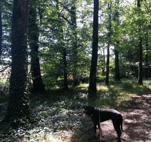 Grand tour de la forêt de Bellebranche par l'Etang de Curécy - Saint-Brice - 1